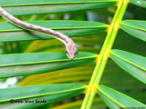 Brown Vine Snake